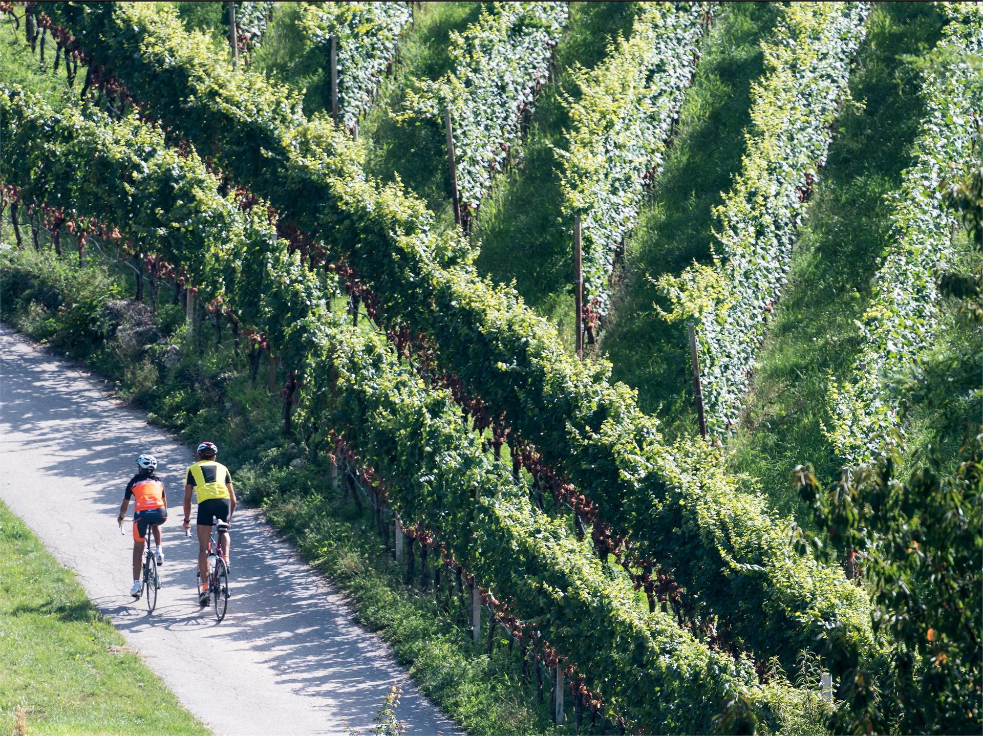 Kaltern Bike Rennradtour: Über den Dächern der Hauptstadt Kaltern an der Weinstraße 1 suedtirol.info