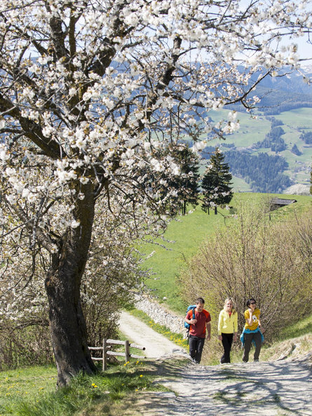 Da Laion a Ceves Laion 1 suedtirol.info