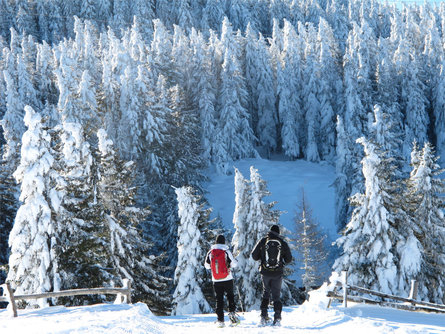 From Aschbach to the circular hiking trail Martinsweg Algund/Lagundo 5 suedtirol.info