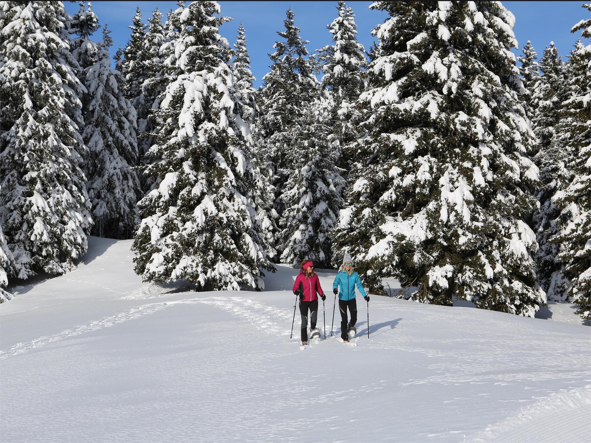 Vigiljoch Rundwanderung Lana 4 suedtirol.info