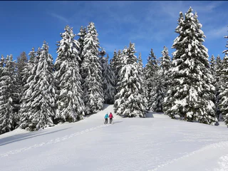 Vigiljoch - Bärenbad Alm - Naturnser Alm - Lana - #4 - suedtirol.info