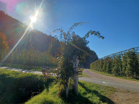 Da Rablà lungo il sentiero segreto "Rittersteig" a Naturno Parcines 6 suedtirol.info