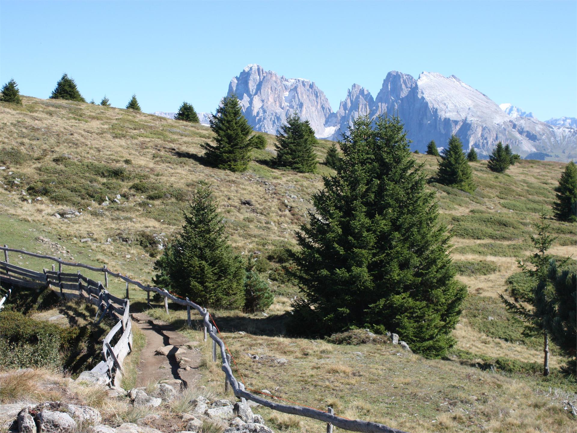 Da Castelrotto alle Panche delle Streghe sulla Bullaccia Castelrotto 1 suedtirol.info