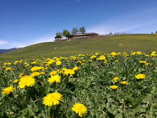 Tuffalm