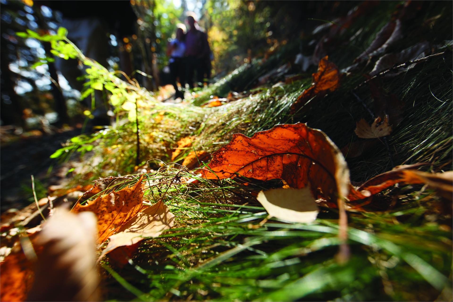 Giro delle castagne di Vertigen Parcines 3 suedtirol.info