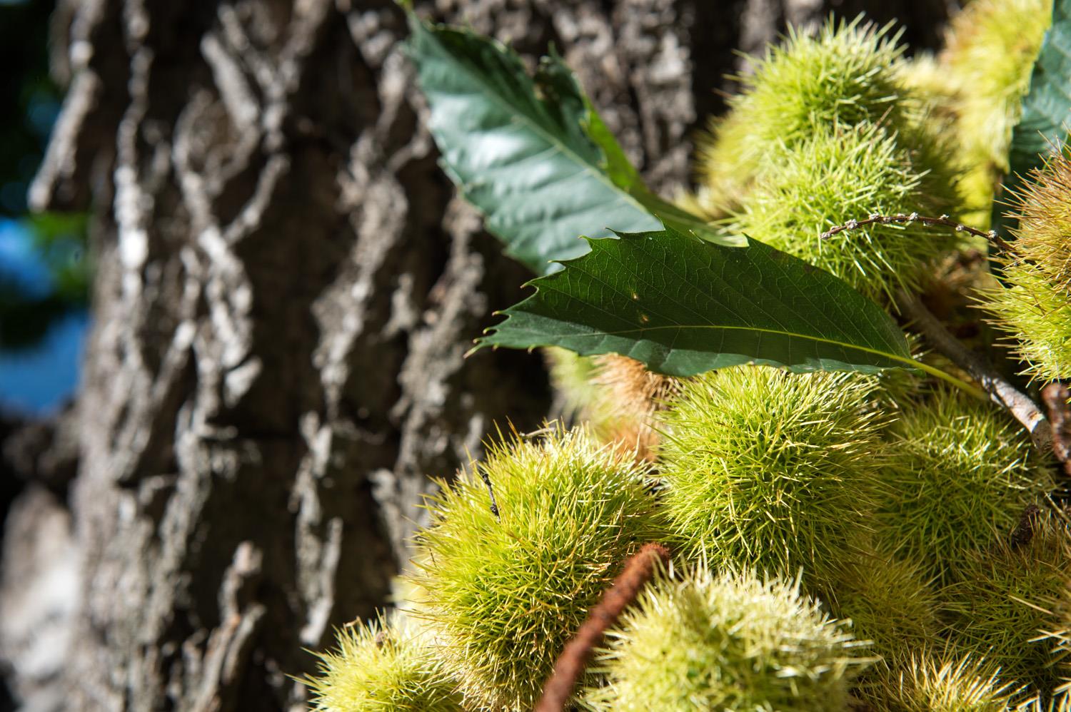 Giro delle castagne di Vertigen Parcines 2 suedtirol.info