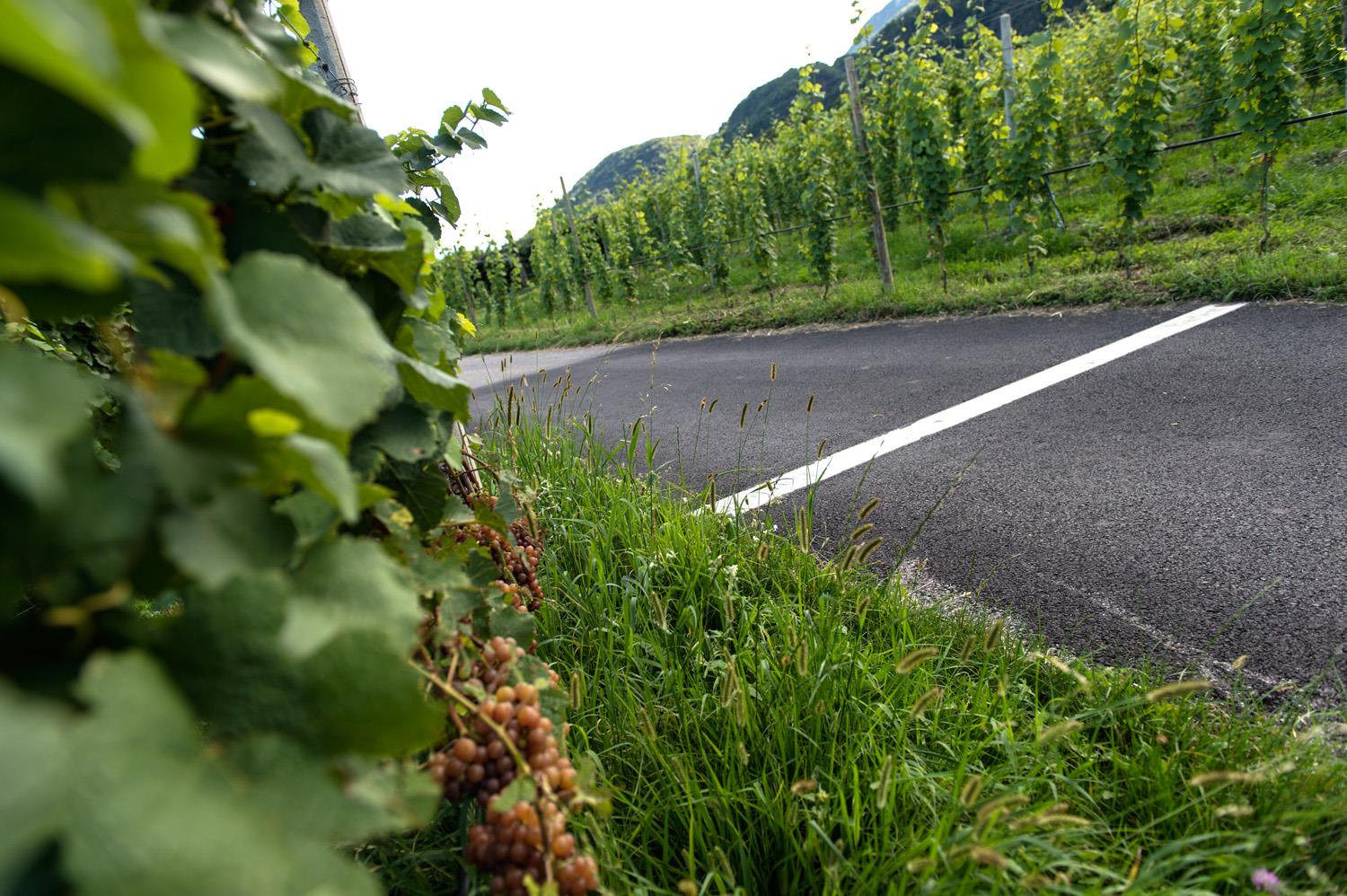 Weinweg Kaltern Kaltern an der Weinstraße 2 suedtirol.info