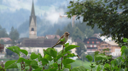 Hike from San Martin across Lovara - Costa to La Val / Wengen San Martin /San Martino 3 suedtirol.info