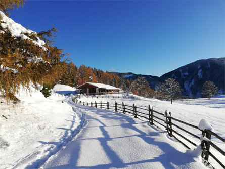 Escursione invernale alla Malga Cislon Trodena 4 suedtirol.info