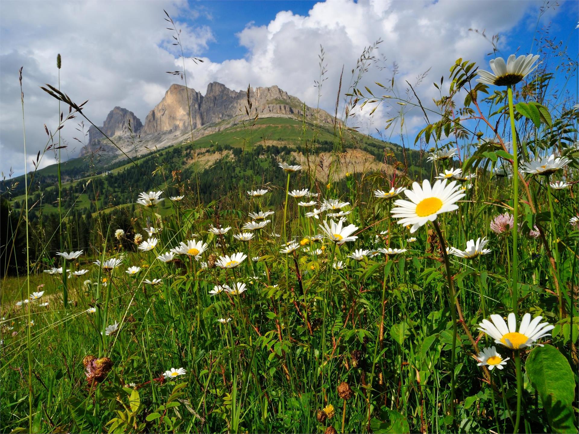 Escursione dal Lago di Carezza alla Malga Frommer Alm Nova Levante 1 suedtirol.info