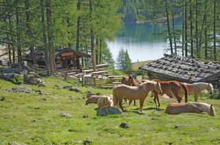 Weißbrunner Almhütte - Ulten - #1 - suedtirol.info