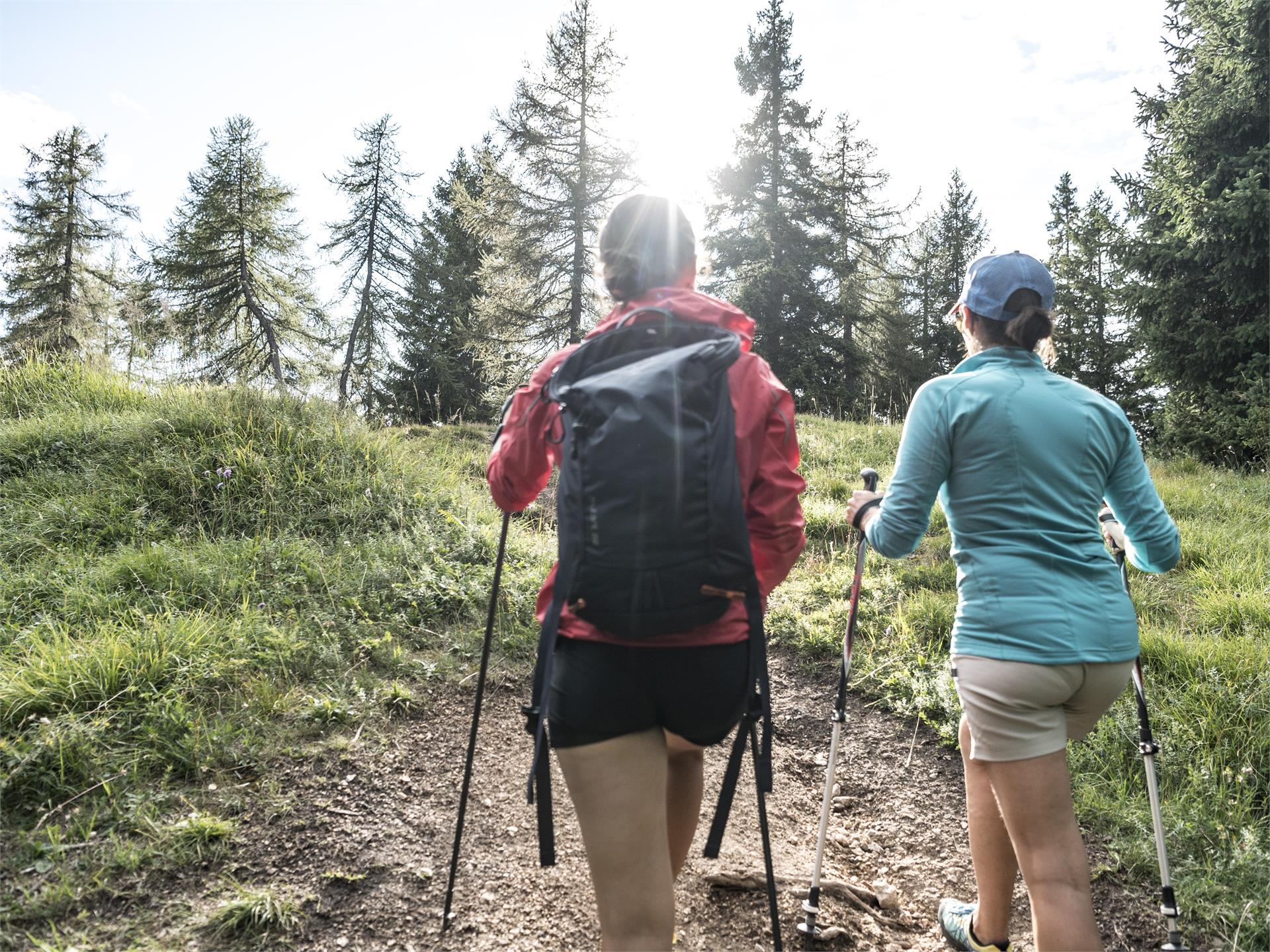 Hiking tour Mendelpass - Roen Kaltern an der Weinstraße/Caldaro sulla Strada del Vino 14 suedtirol.info