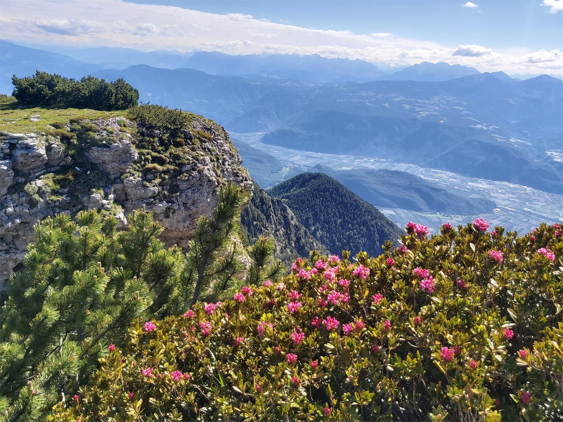 Hiking tour Mendelpass - Roen Kaltern an der Weinstraße/Caldaro sulla Strada del Vino 2 suedtirol.info