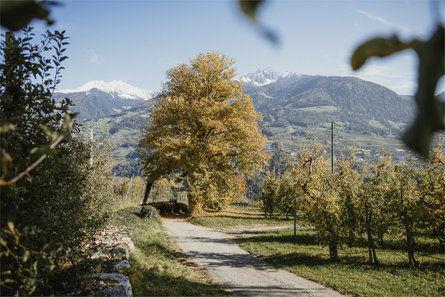 Hike from Dorf Tirol/Tirolo to Schenna/Scena Schenna/Scena 1 suedtirol.info