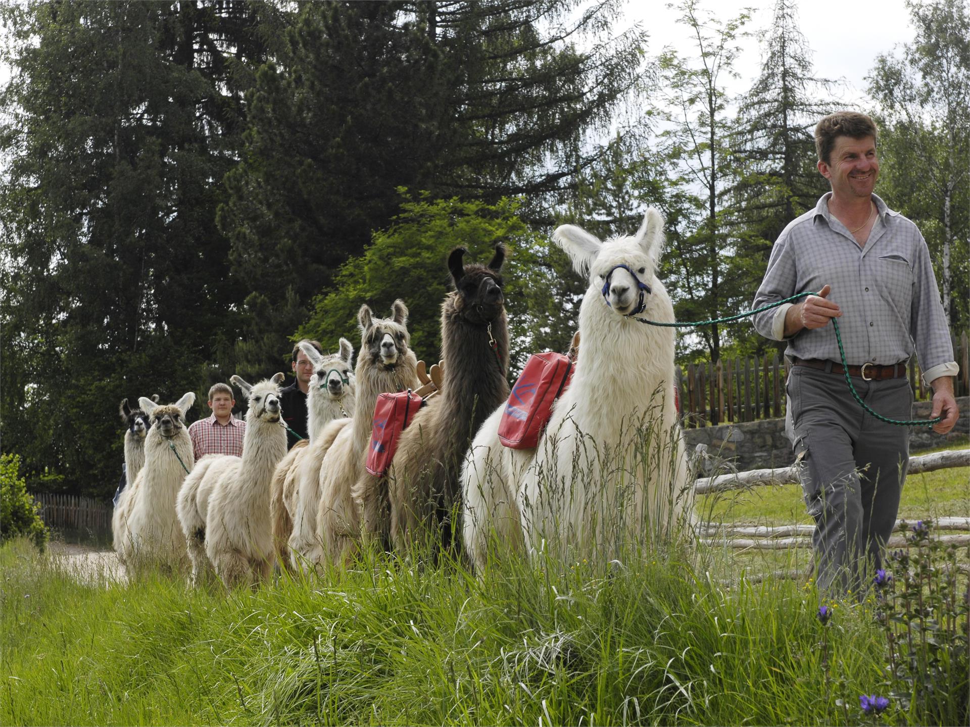 Hiking with Lamas Ritten/Renon 1 suedtirol.info