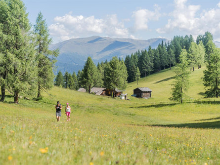 Escursione: Giro per i prati di monte casella di dentro Sesto 1 suedtirol.info