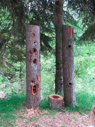 Walderlebnispfad Aschbach – Familienrundwanderung mit Panorama - Algund - #32 - suedtirol.info