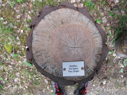 Il sentiero didattico tra i boschi di Rio Lagundo Parcines 34 suedtirol.info