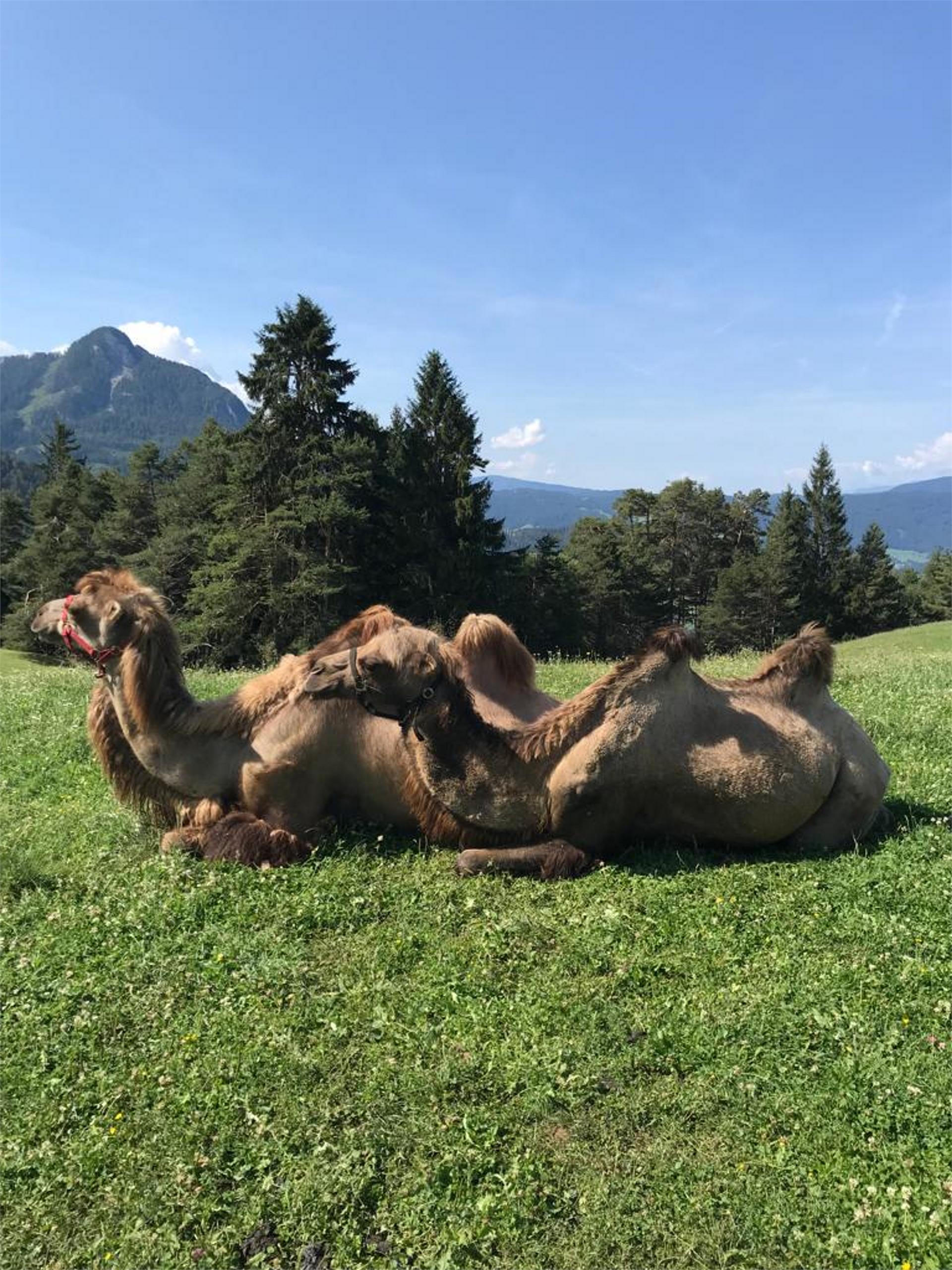 Wanderung vom Völser Weiher über die Tuff Alm zum Hofer Alpl Völs am Schlern 4 suedtirol.info