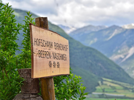 Sentiero delle bacche Sluderno 2 suedtirol.info