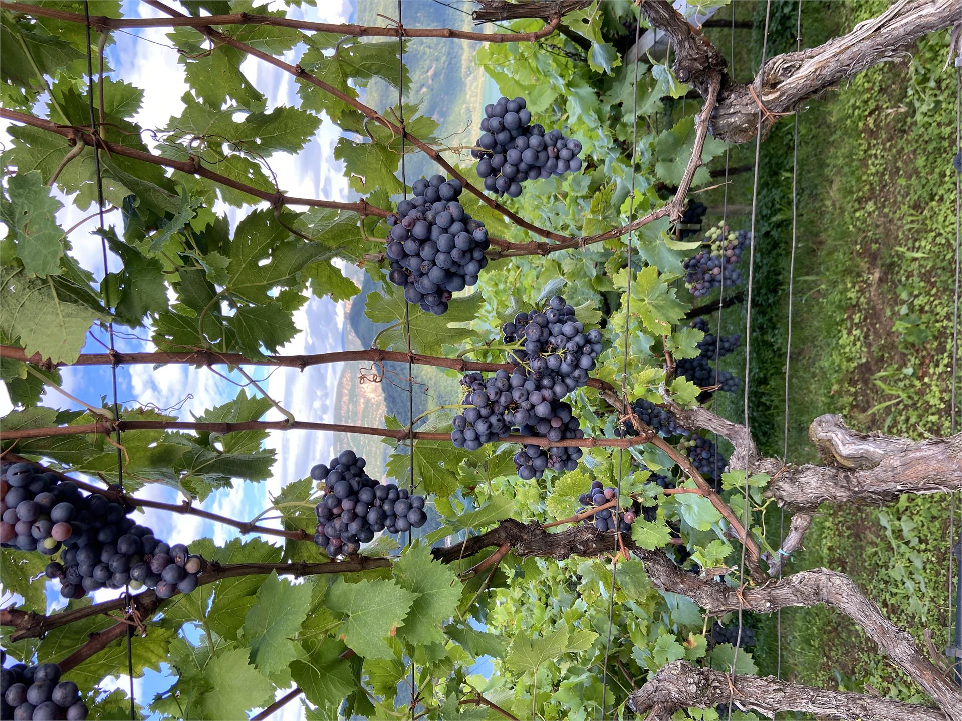 Arzenhof Kaltern an der Weinstraße/Caldaro sulla Strada del Vino 6 suedtirol.info