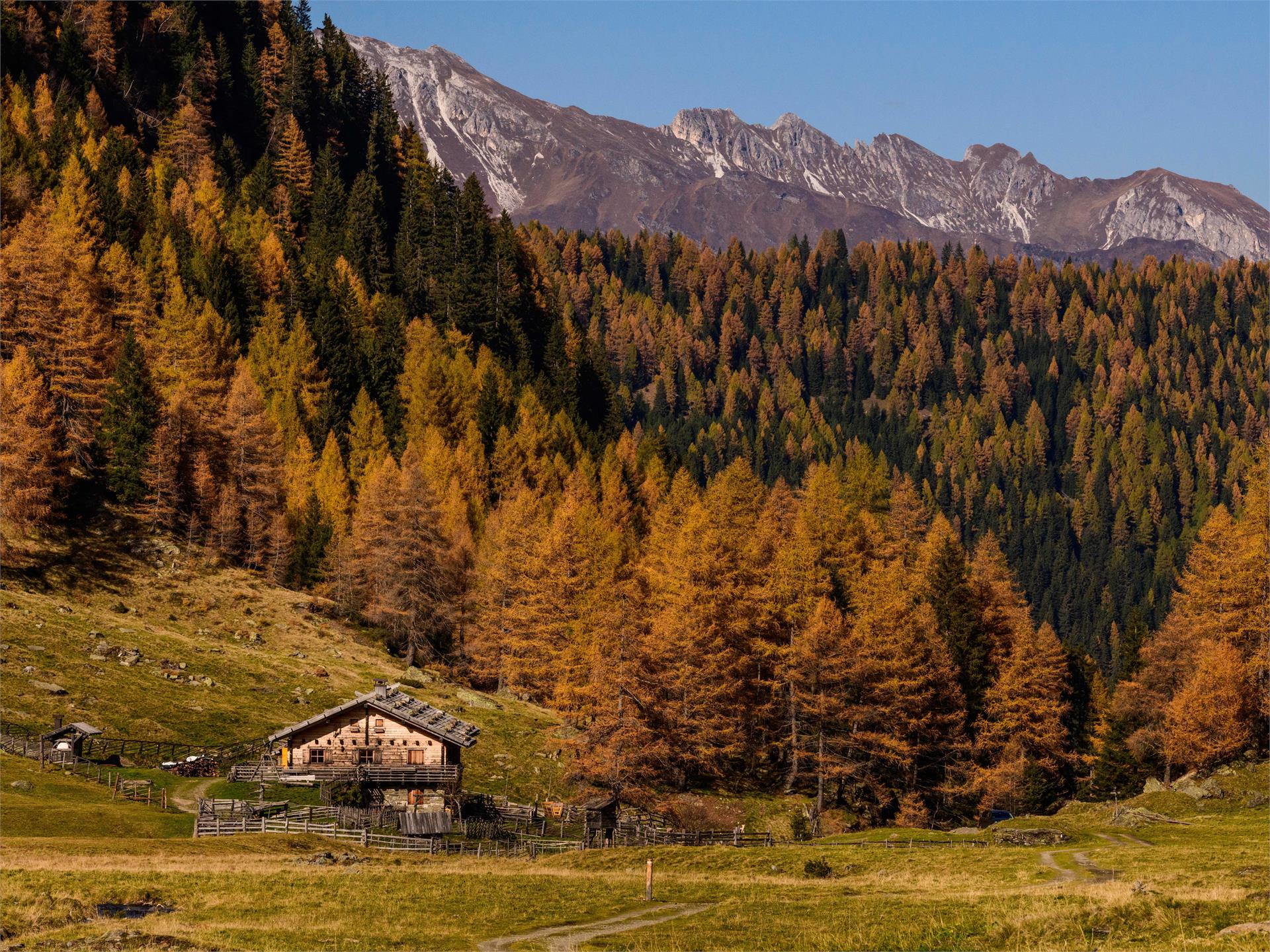 Bergalm Ratschings 1 suedtirol.info