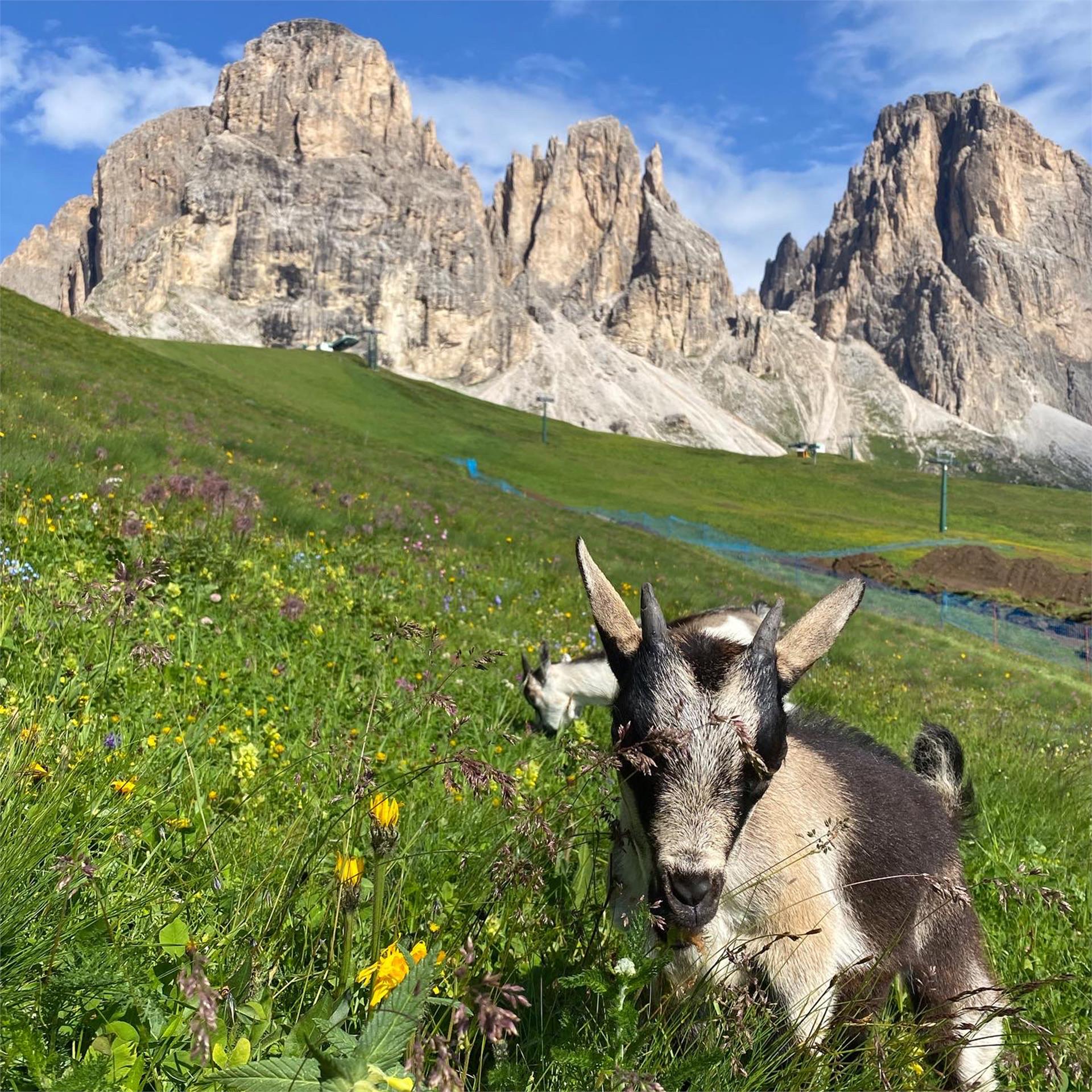 Baita Miara Selva 8 suedtirol.info