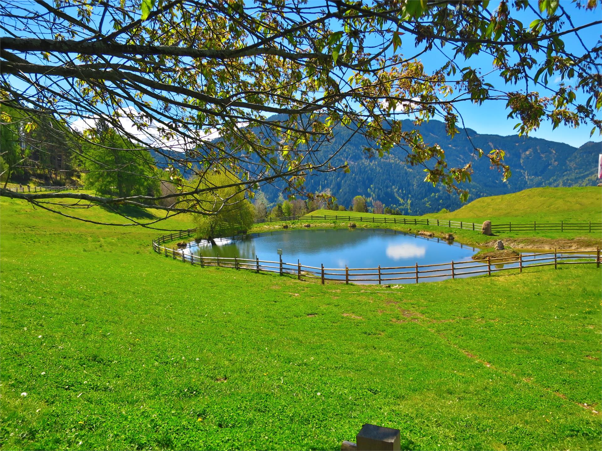 Cisloner Alm Truden 3 suedtirol.info