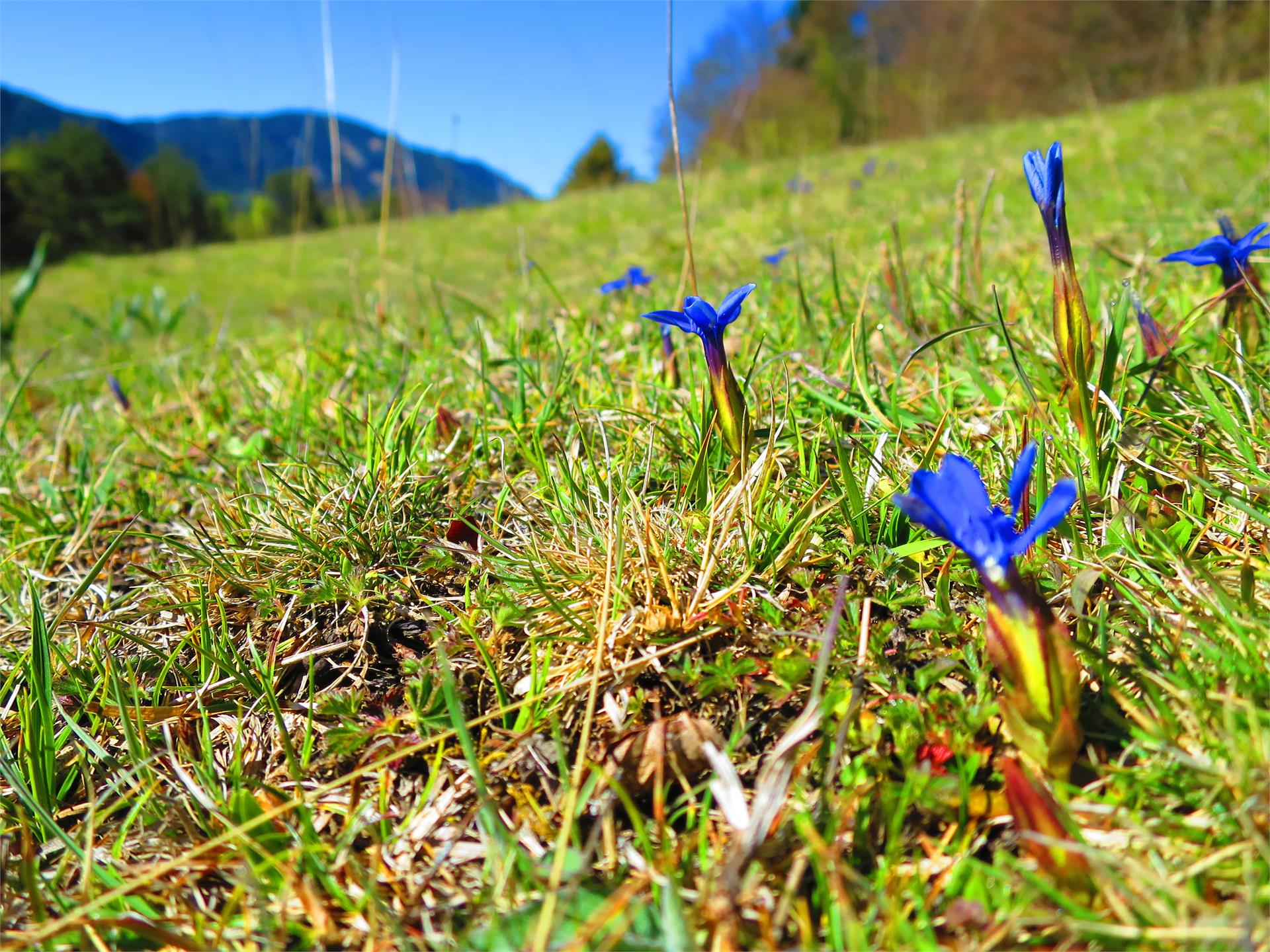 Cisloner Alm Truden 6 suedtirol.info