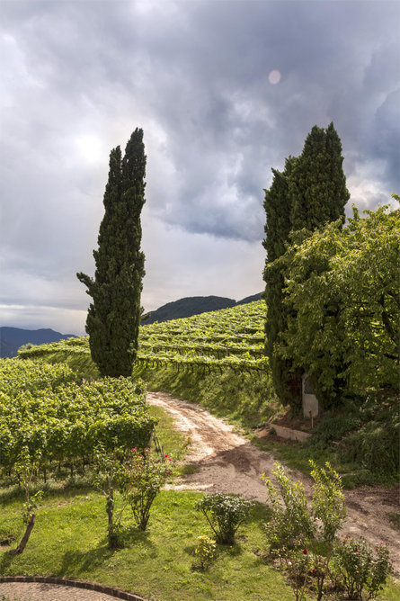 Castel Ringberg Caldaro sulla Strada del Vino 4 suedtirol.info