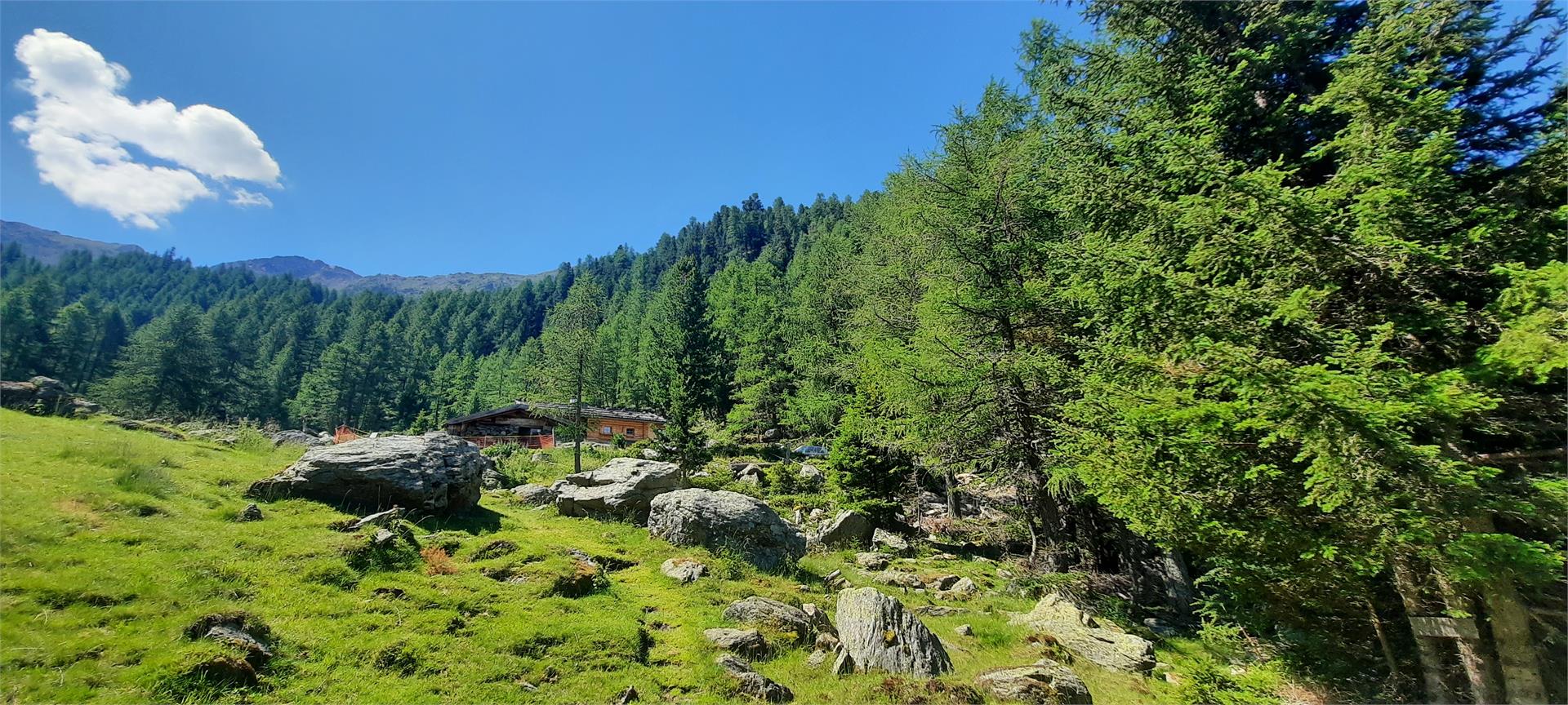 Latschinger Alm Kastelbell-Tschars 7 suedtirol.info