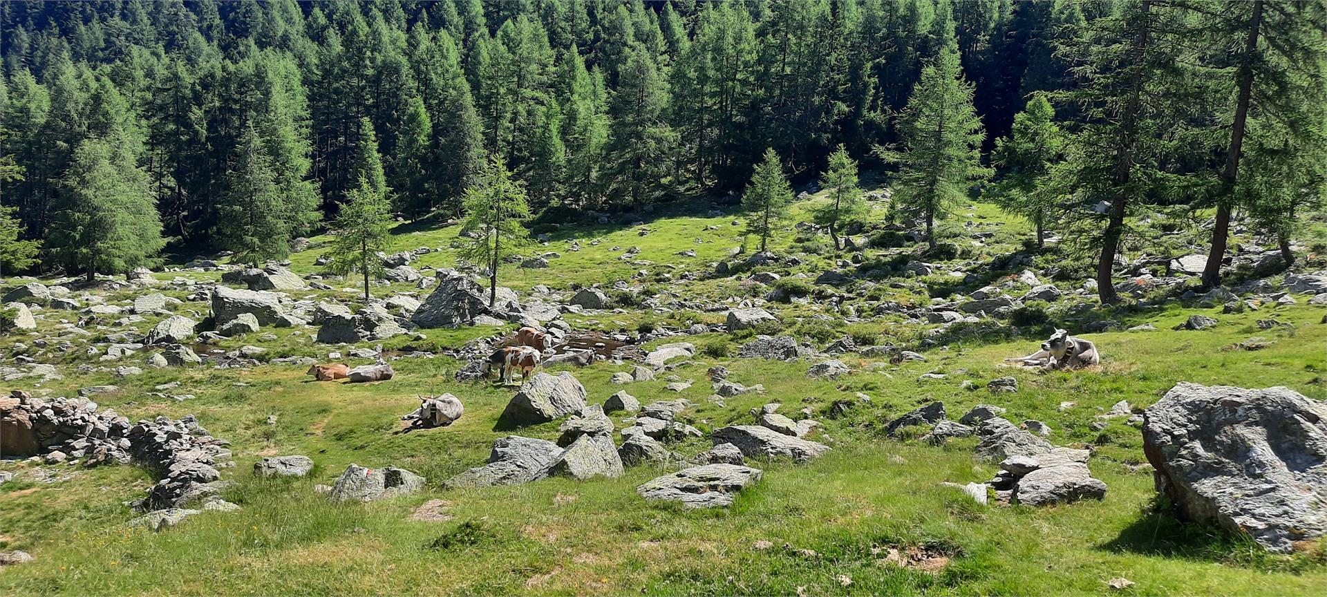 Latschinger Alm Kastelbell-Tschars 9 suedtirol.info