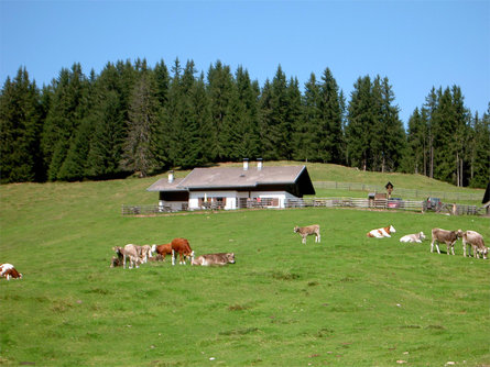 Lanzwiesen Alm Olang 1 suedtirol.info