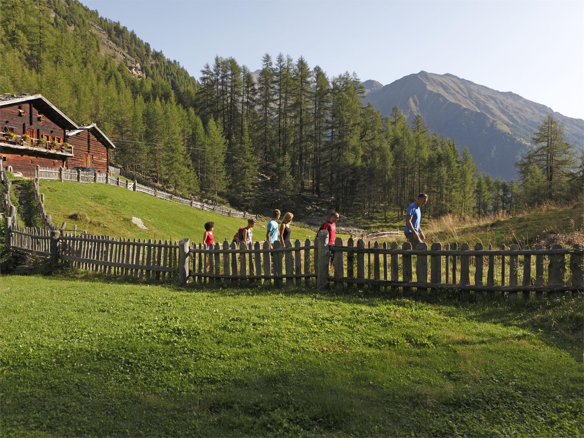 Mastaunalm Schnals 3 suedtirol.info