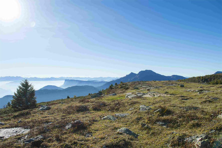 Naturnser Alm Naturns/Naturno 3 suedtirol.info