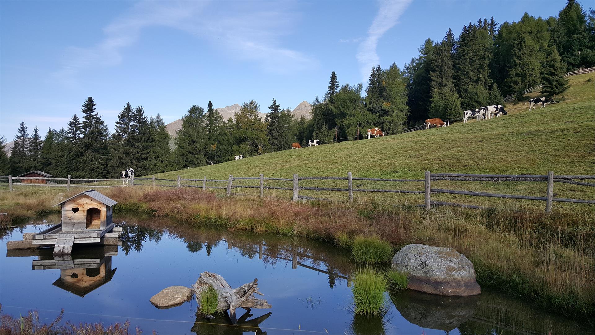 Pertinger Alm Terento 4 suedtirol.info