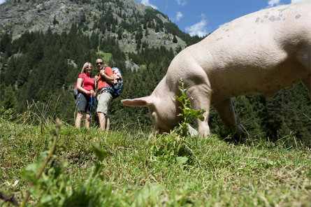 Rifugio Nasereit Parcines 10 suedtirol.info