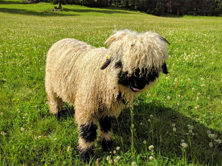 Sëurasas Hut S.Crestina Gherdëina/Santa Cristina Val Gardana 5 suedtirol.info