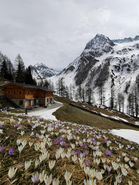 Schluichalm hut Prettau/Predoi 3 suedtirol.info