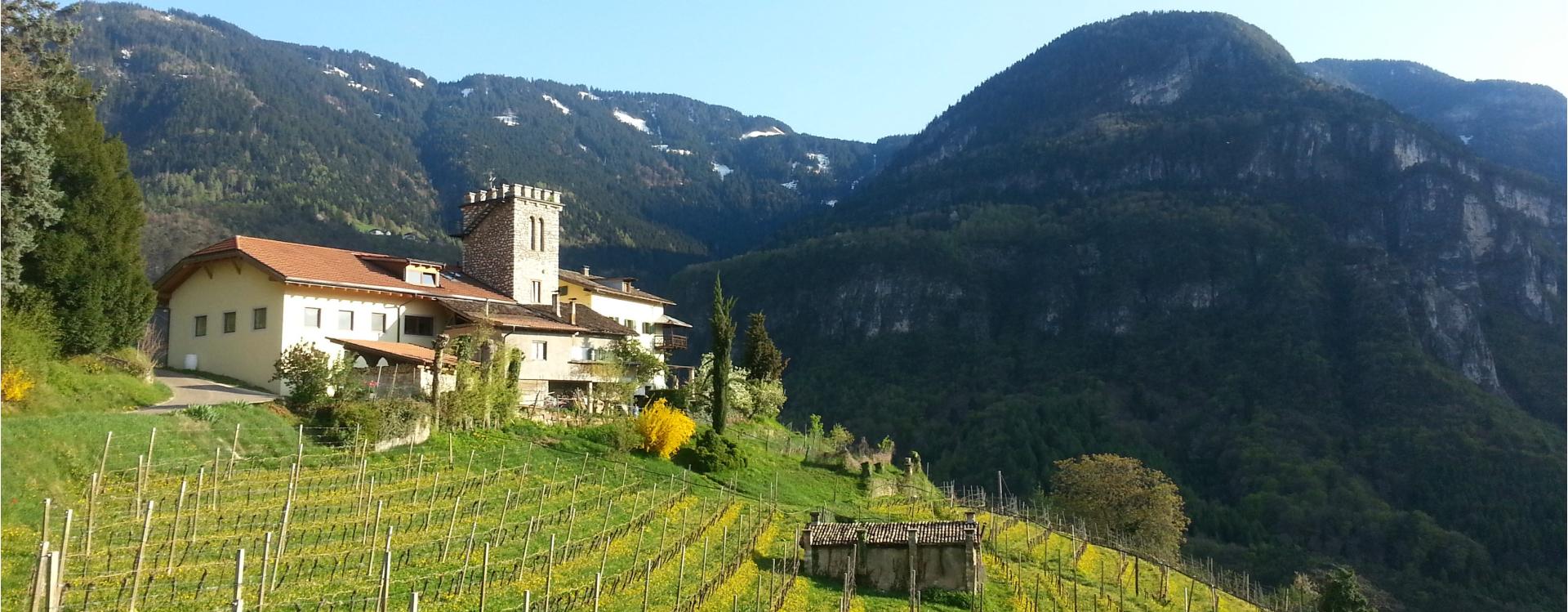 Maso Thaler Winery Montan/Montagna 1 suedtirol.info