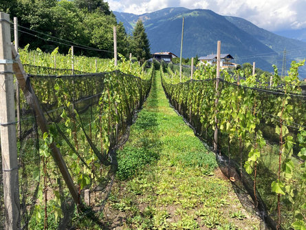 Weingut Wieserhof  1 suedtirol.info