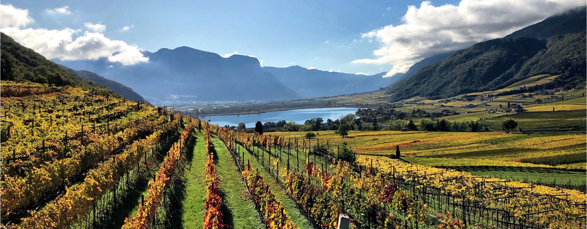 Winery T. Pichler Kaltern an der Weinstraße/Caldaro sulla Strada del Vino 1 suedtirol.info