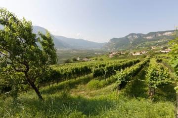 Weingut Baron Widmann Kurtatsch an der Weinstraße 1 suedtirol.info