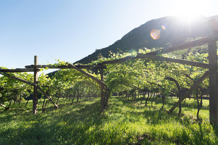 H. Lentsch Winery Bronzolo/Branzoll 7 suedtirol.info