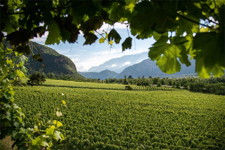 Weingut H. Lentsch Branzoll 3 suedtirol.info