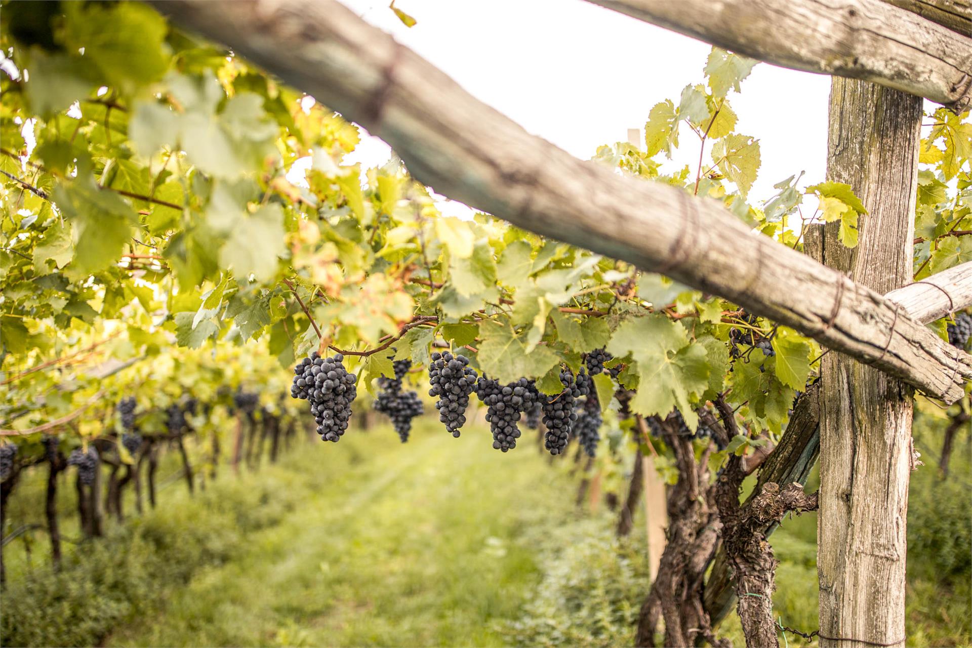 Prälatenhof Winery Rohregger Kaltern an der Weinstraße/Caldaro sulla Strada del Vino 2 suedtirol.info