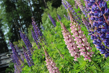 Malga Zetn Naturno 6 suedtirol.info