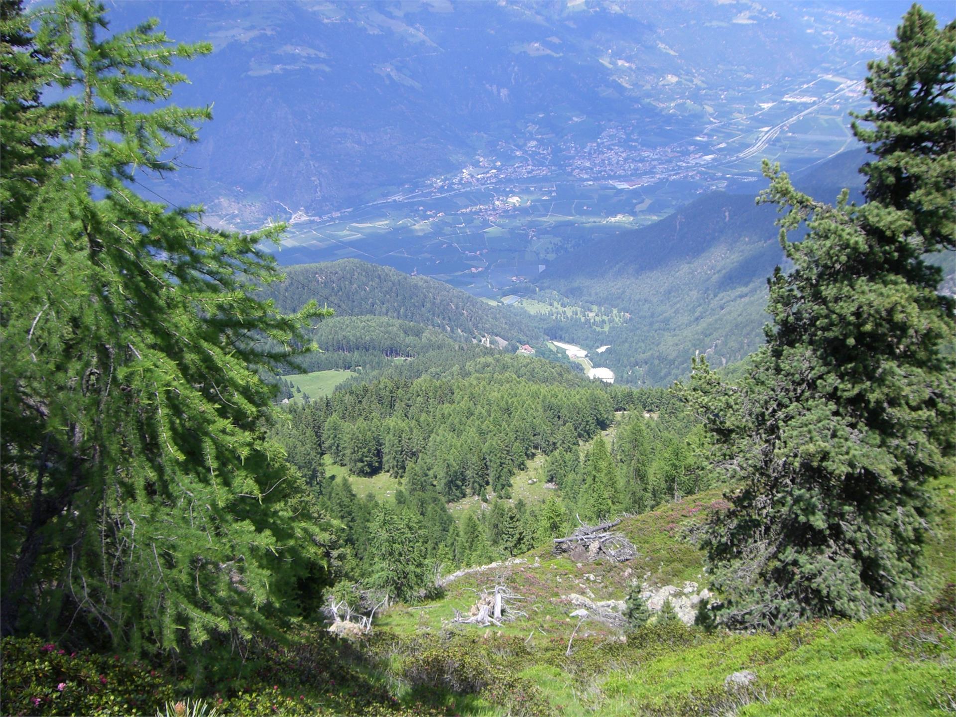 Malga Zirmtal Alm Kastelbell-Tschars/Castelbello-Ciardes 4 suedtirol.info