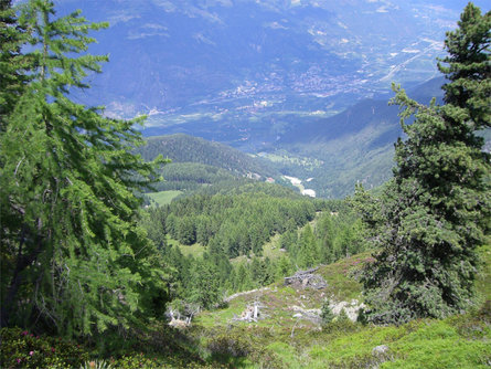 Malga Zirmtal Alm Castelbello-Ciardes 4 suedtirol.info