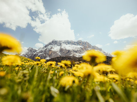 Armentara meadows La Val 2 suedtirol.info